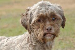 Le chien à visage humain fait craquer les internautes