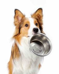 Faire confiance à l&rsquo;alimentation pour chien et chat
