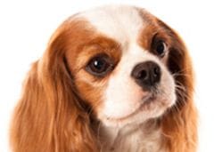 Cavalier King Charles : deux nouveaux tests génétqiues