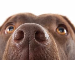 Flair : quand les chiens mènent des enquêtes policières