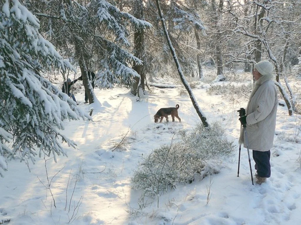 Chien en station de ski