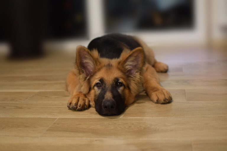 Dysplasie chez le chien : Santévet la prend en charge