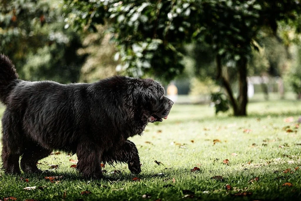 Gros chien poilu