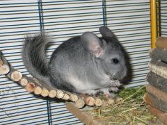 Cage pour chinchilla : comment l&rsquo;aménager
