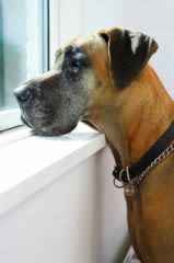 Chien : quelle race choisir en ville