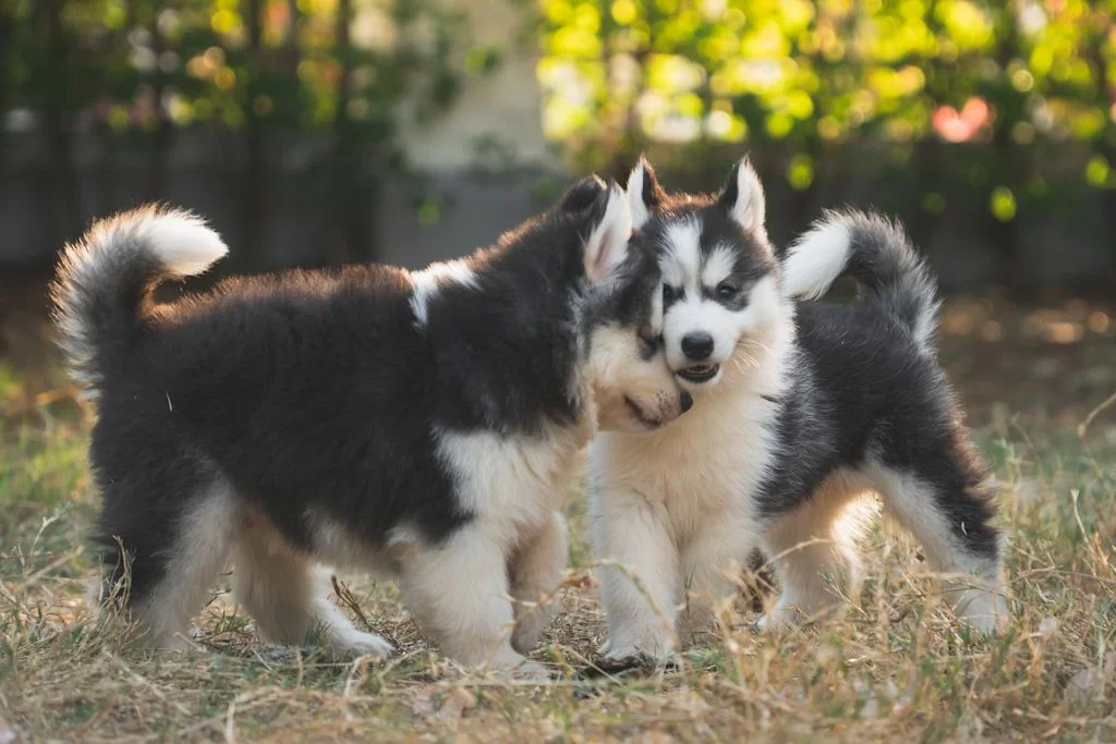 chiots husky
