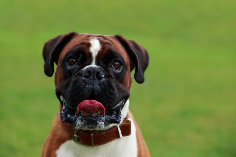 Dilatation torsion d’estomac : une urgence chez le chien