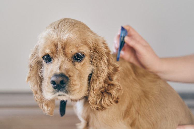 Pipette antiparasitaire chien : comment l&rsquo;utiliser