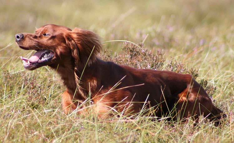 Atrophie de la rétine : 3 nouveaux tests pour les chiens