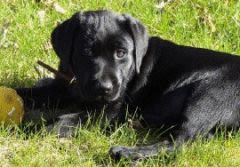 Chiens Guides : recherche famille d&rsquo;accueil Ile-de-France
