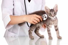 Assurance animale : comment remplir la feuille de soins