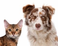 Identification animale : quelle obligation