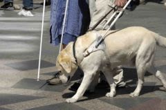 Chiens guides et loi : des droits toujours du mal respectés