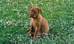 Pacemaker chien : une solution pour les problèmes cardiaque