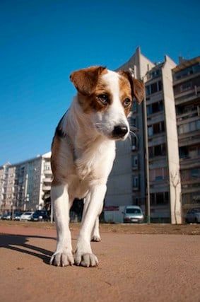 Chien en ville : il cherche sa place, surtout à Paris