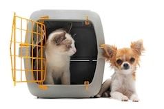 Chien et chat en train : voyager avec Oui Go de la Sncf