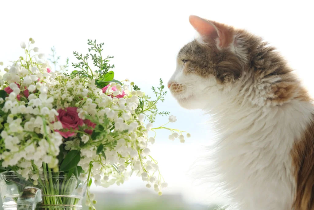 chat danger muguet