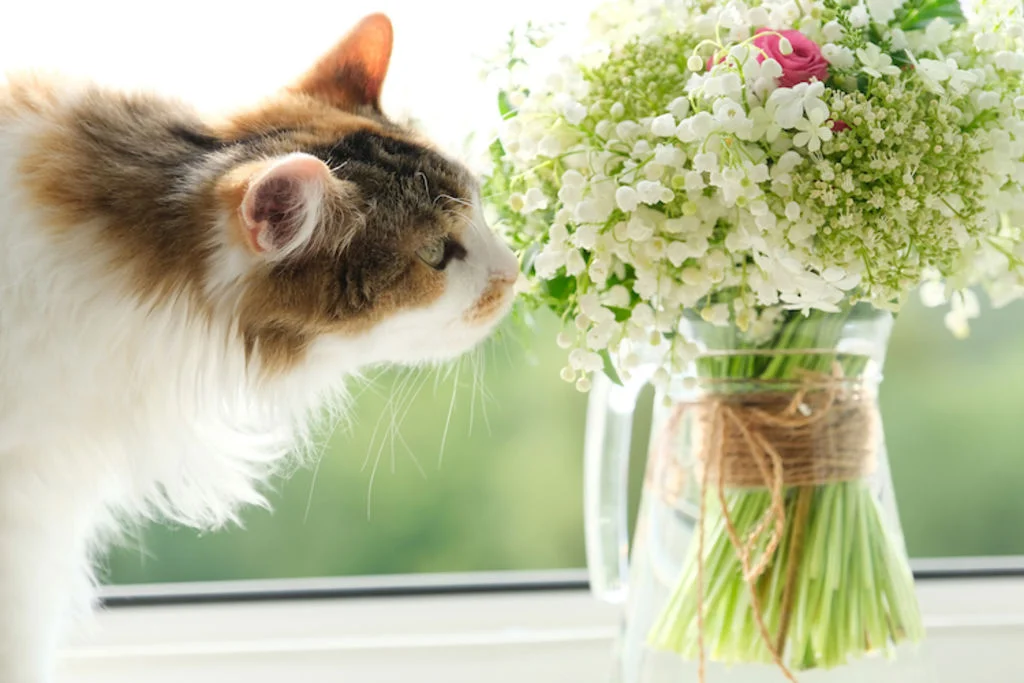 chat intoxication muguet