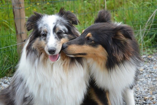 Reconnaître et calmer un chien en rut