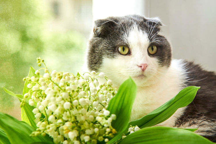 Le muguet est-il toxique pour les chats ?