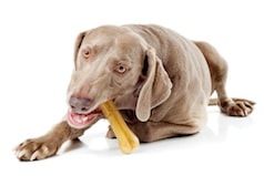 Friandises chien et chat : que choisir ?