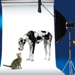 Poil à gratter 2014 : le casting chiens et chats est lancé