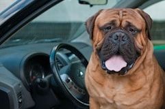 Vaincre le mal des transports chez le chien et le chat