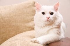 Puces et parasites chien et chat : traiter l’environnement