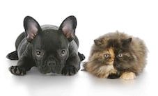 Antiparasitaires chien et chat : demander au vétérinaire
