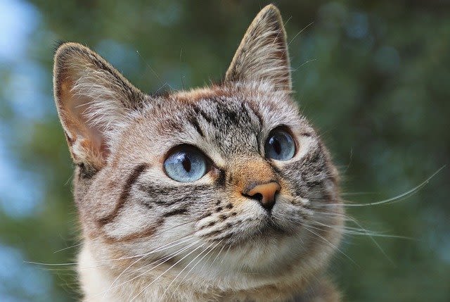 Gale d’oreille chez le chat : comment la soigner ?