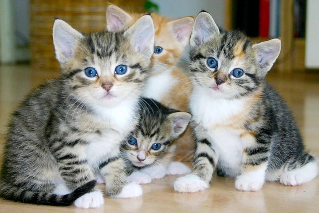 groupe de chats