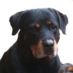 SantéVet et l’assurance animale : les maîtres en parlent