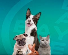 Radio santé animale : une web-radio consacrée aux animaux