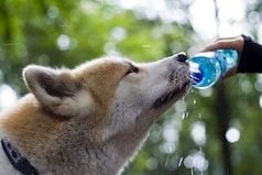 Chien, chat et NAC en été : prévenir les dangers