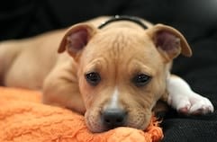 Amstaff et pitbull : quand les journalistes font l’amalgame