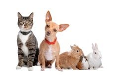 2013 : les Français préfèrent toujours les chats aux chiens