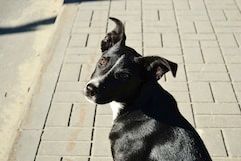 Chiens et transports en commun : Lyon leur facilite l&rsquo;accès
