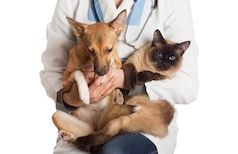 Assurance santé animale : le libre choix du vétérinaire