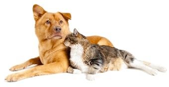 Des antiparasitaires canins dangereux pour la santé des chats