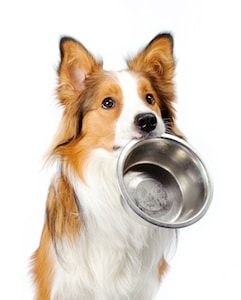 Digestion chien et chat : ne pas changer son alimentation