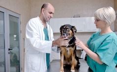 Assurance santé animale : être libre de choisir son vétérinaire