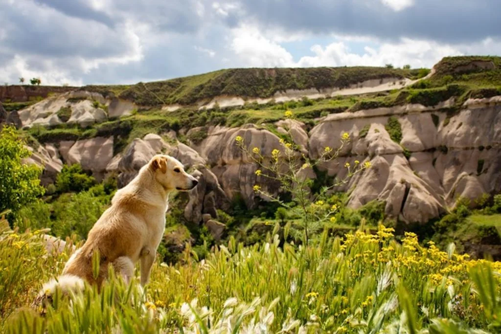 Chien en Randonn&eacute;e 