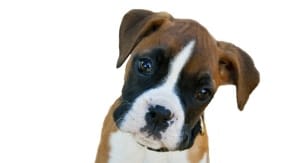Vols de chiens : un phénomène en augmentation
