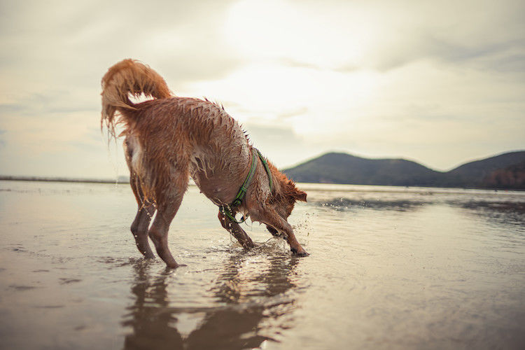 Chien à la plage: ne le laissez pas jouer avec les méduses