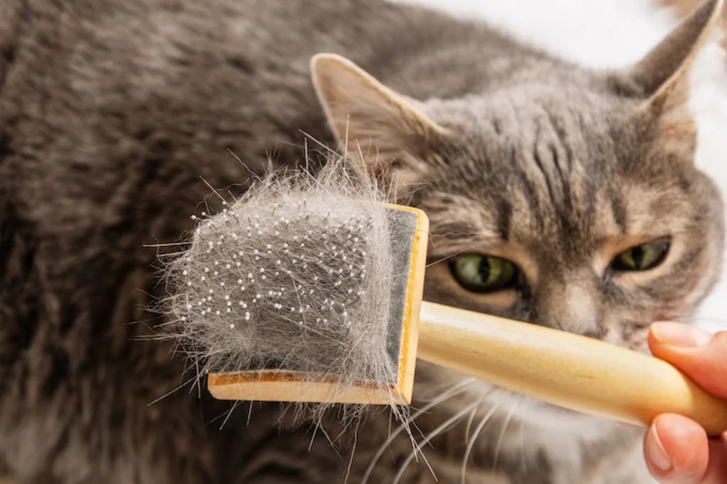 allergie poils de chat