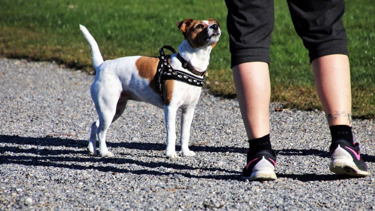 Les brûlures de coussinet chez le chien