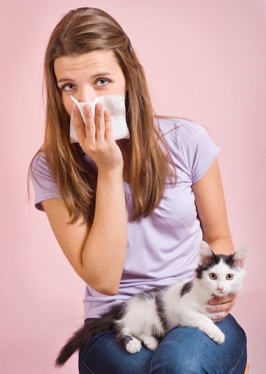 Allergie au chat : bientôt un traitement pour les humains