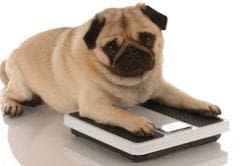 Un quart des chiens et chats français souffre de surpoids