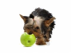 Fruits: le chien peut-il en manger ?