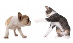 Des inventions en tout genre pour chiens et chats